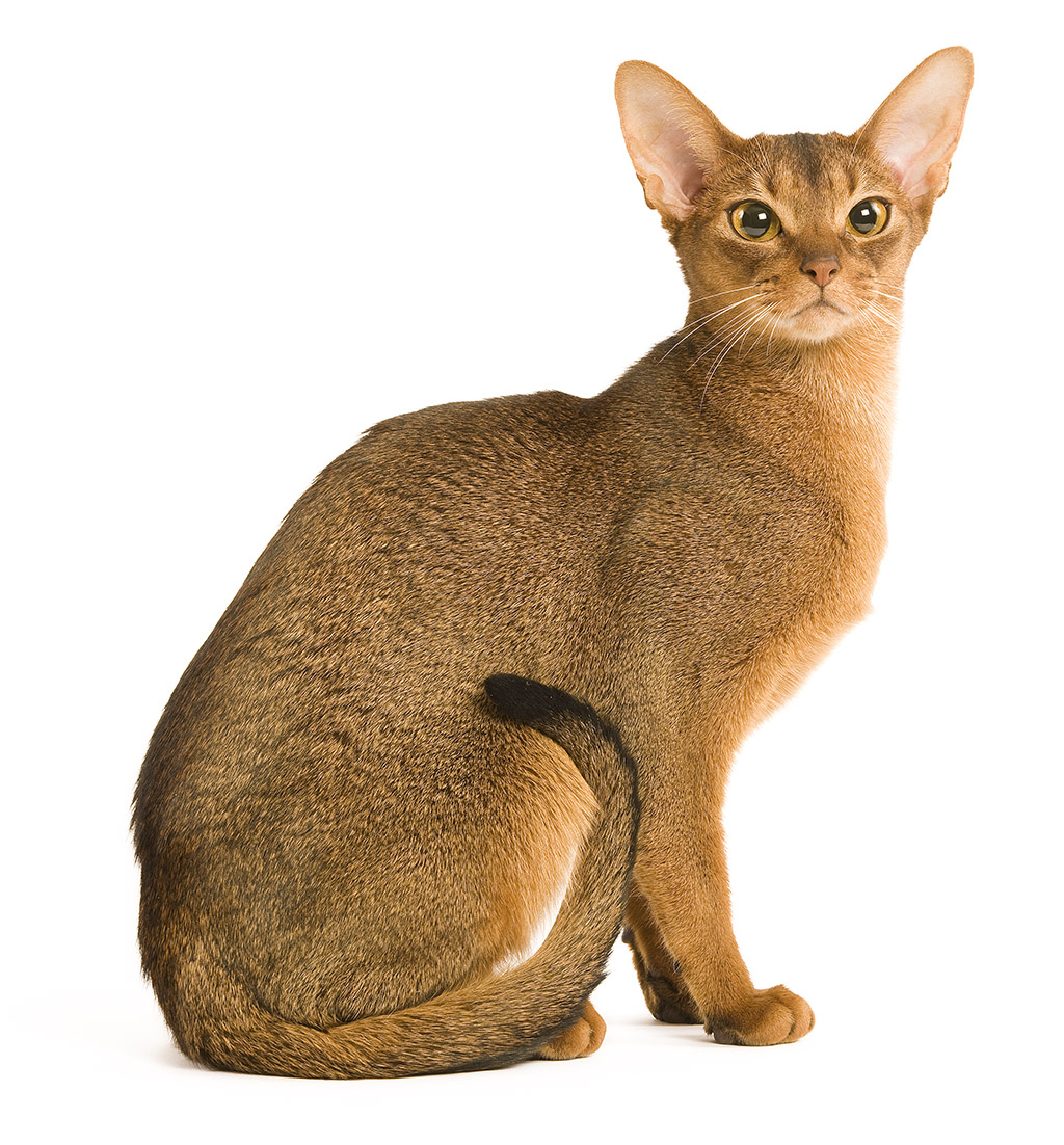 Abyssinian Cat: Abyssinian Abyssinian Breed