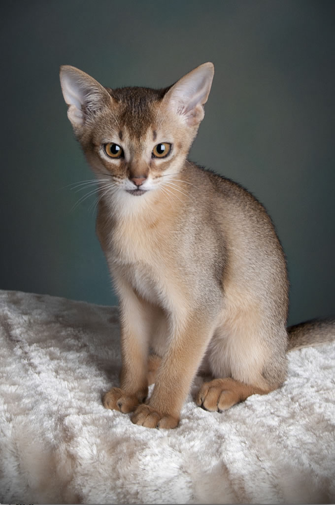 Abyssinian Cat: Abyssinian Abyssinian Cat Breed Information