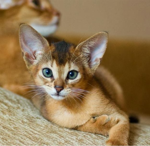 Abyssinian Cat: Abyssinian Abyssinian Cats Breed