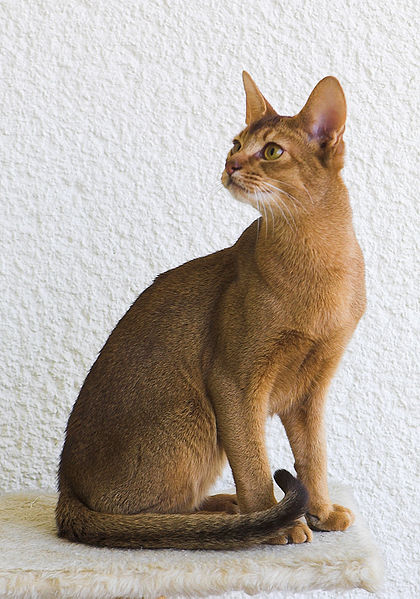 Abyssinian Cat: Abyssinian Breed