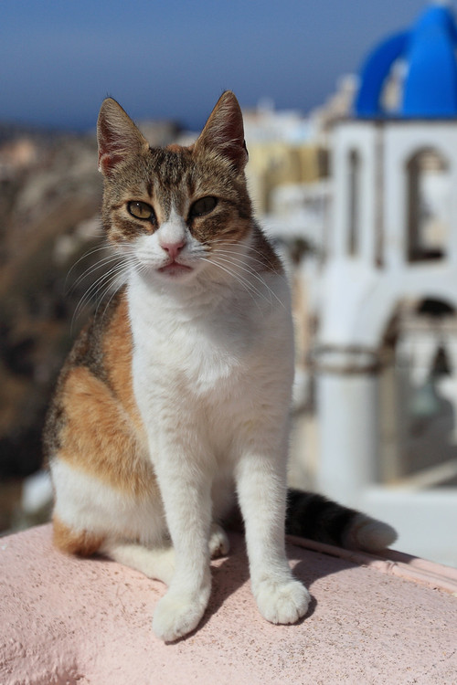 Aegean Cat: Aegean Aegean Cat Breed