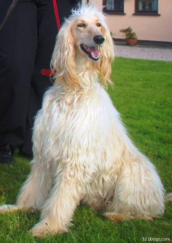 Afghan Hound Dog: Afghan Afghan Hound Dog Breed Pictures All Breeds
