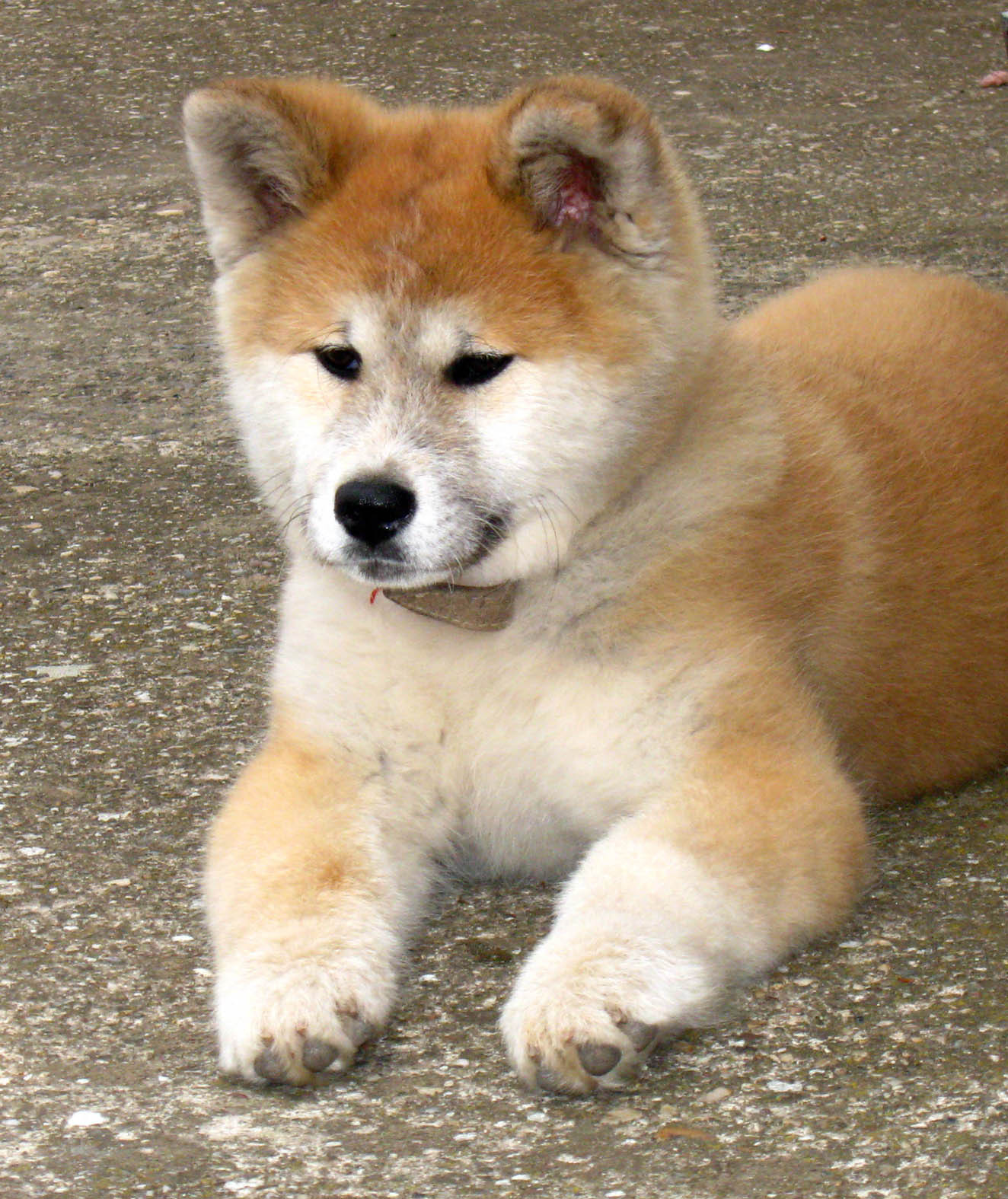 Akita Inu Puppies: Akita Nice Akita Inu At Rest Breed