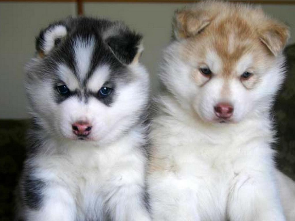 Alaskan Malamute Puppies: Alaskan Alaskan Malamute Puppies Breed