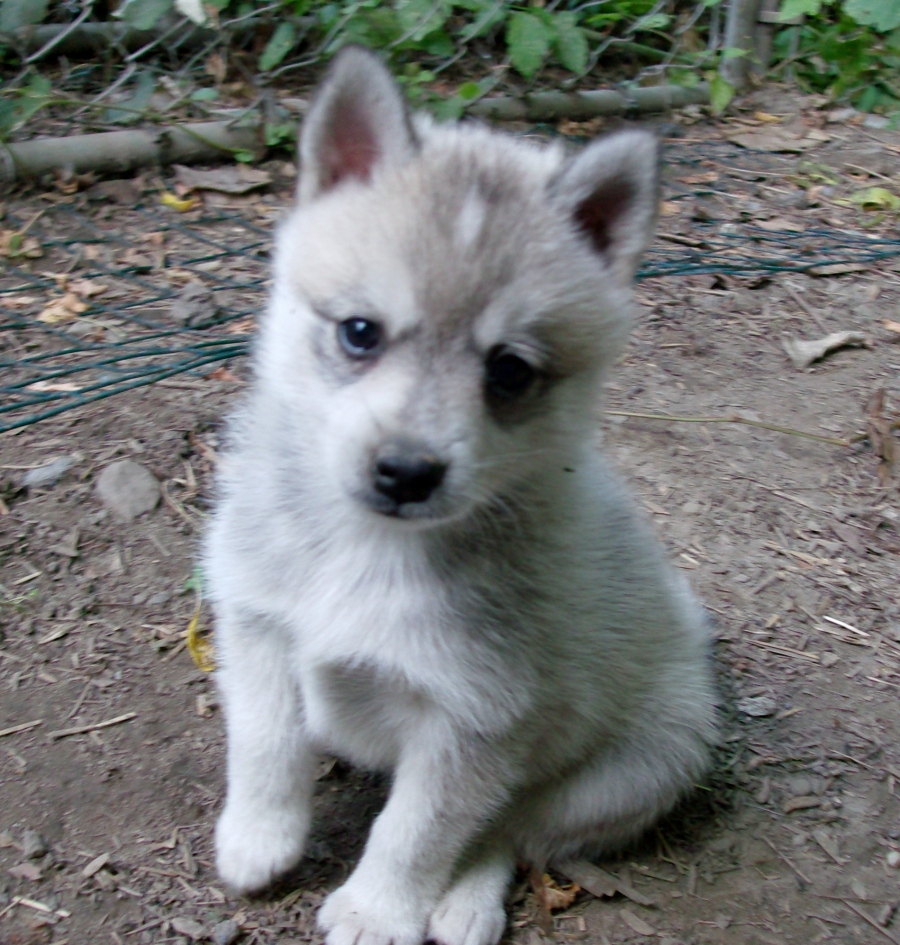 Alaskan Klee Kai Puppies: Alaskan Alaskankleekaipuppiesavailable Breed