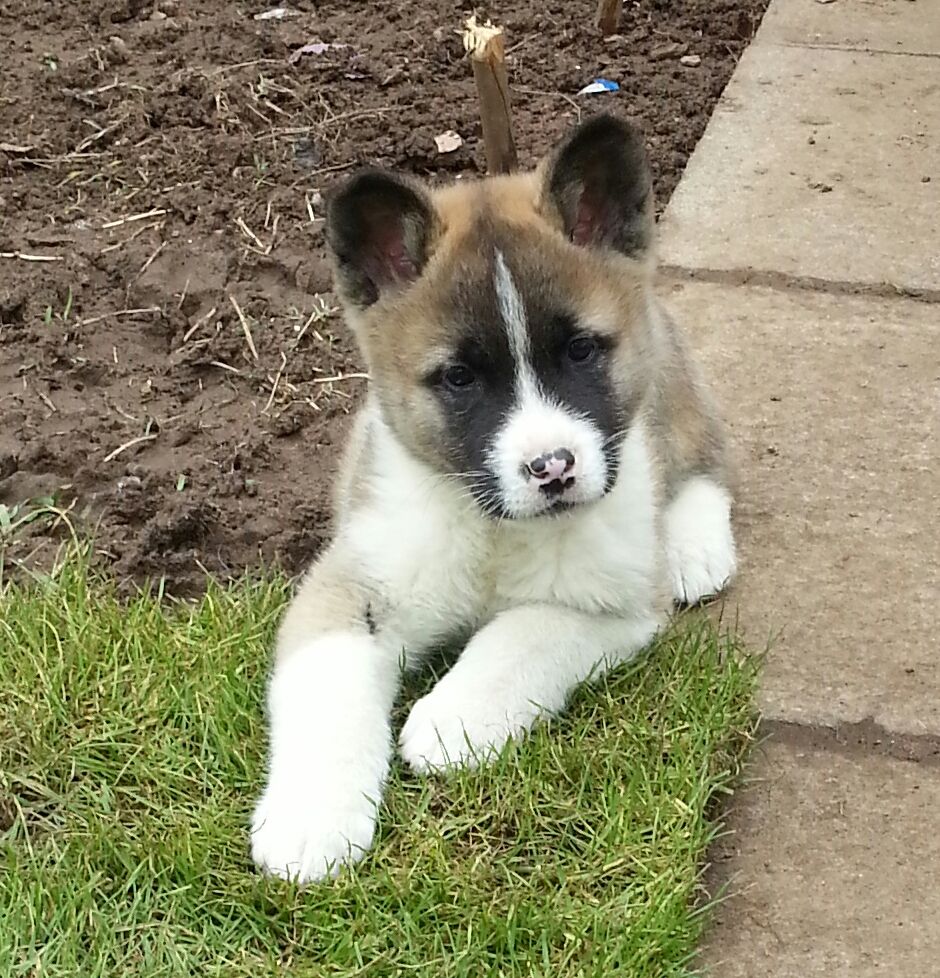 American Akita Puppies: American American Akita Puppies For Sale Glasgow Breed