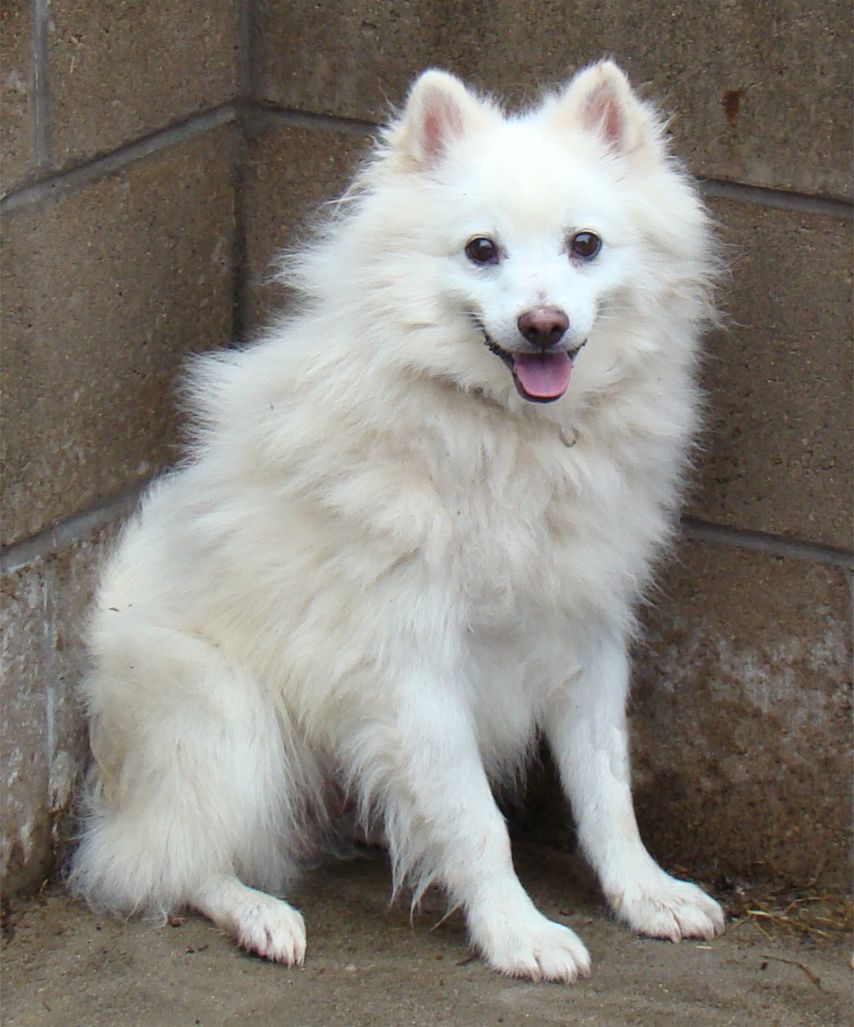 American Eskimo Dog: American American Eskimo Dog Temperament And Breed