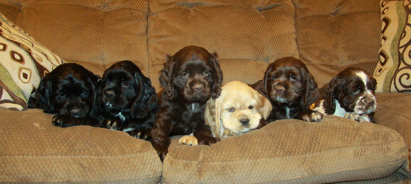 American Cocker Spaniel Puppies: American Georgias Litter Of American Cocker Spaniel Puppy We Had For Sale Breed