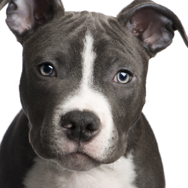 American Pit Bull Terrier Puppies: American Pit Bulls Pop Art Breed