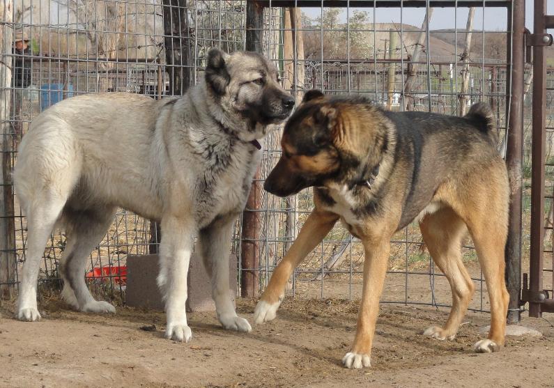 Armenian Gampr Puppies: Armenian Litters Breed