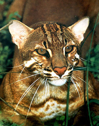 Asian Cat: Asian Asian Golden Cat Widespread Threatened Southeast Asia Breed
