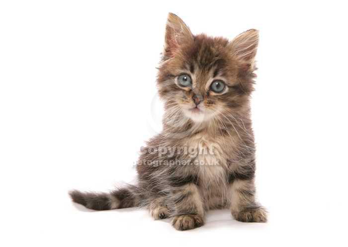 Asian Kitten: Asian Pet Lover Gifts Breed