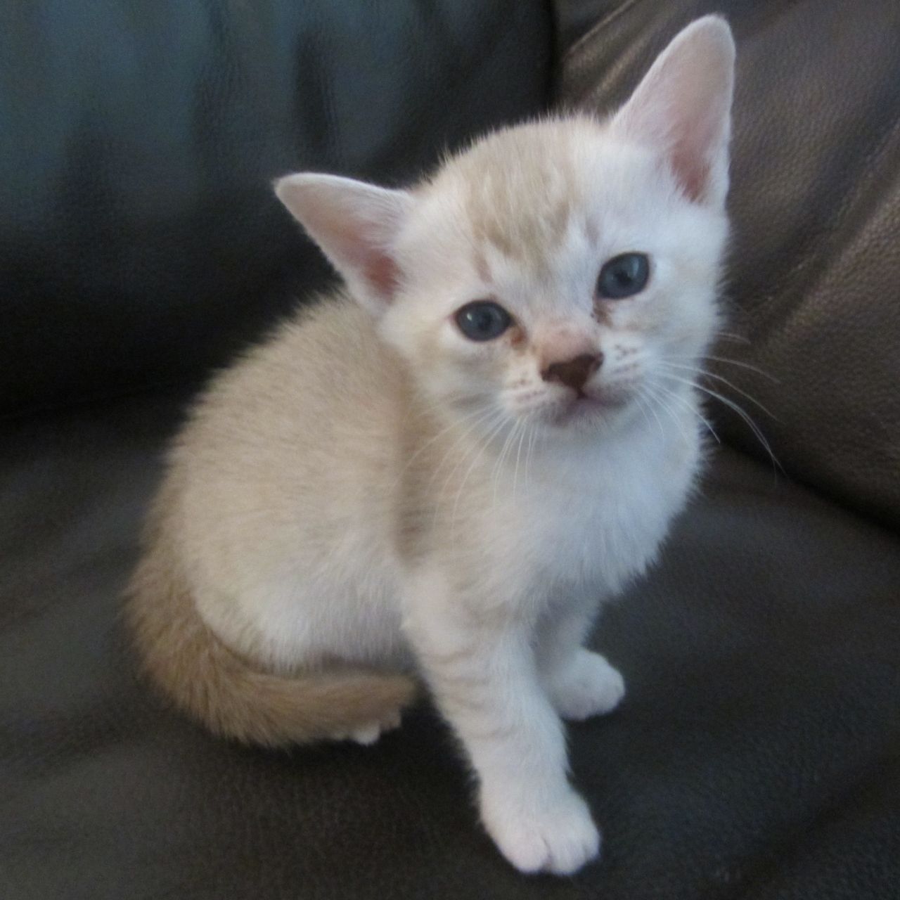 Asian Kitten: Asian Stunning Asian Kittens For Sale Exeter Breed