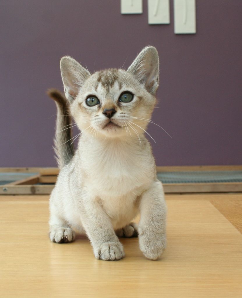 Asian Kitten: Asian Superb Litter Of Asian Kittens Exeter Breed