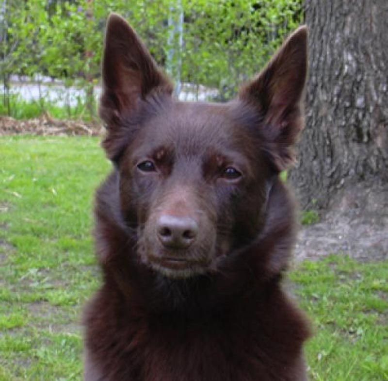 Australian Kelpie Dog: Australian Australian Kelpie Shepherd Dogs Are Friendly And Loyal Breed