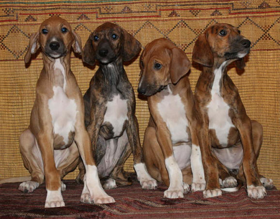 Azawakh Puppies: Azawakh Gpn Breed