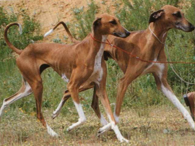 Azawakh Puppies: Azawakh Rare Dog Breeds