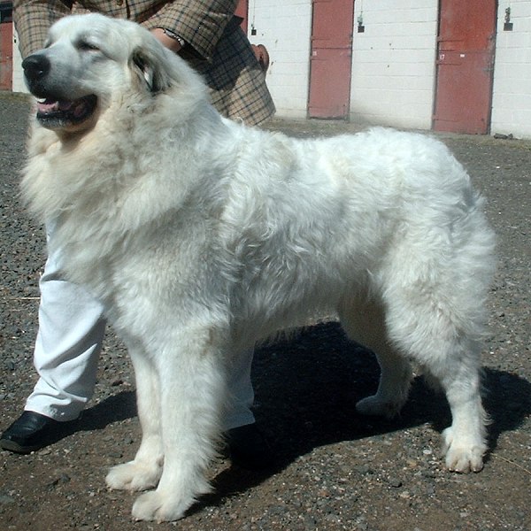 Bakharwal Puppies: Bakharwal Great Pyrenees Top Dogs Breed