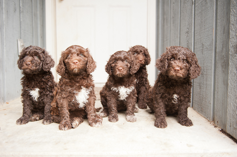 Barbet Puppies: Barbet Barbet Puppy S In America At Weeks Old Breed