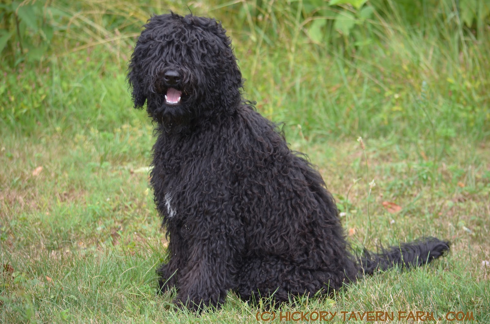 Barbet Puppies: Barbet Our Barbet Puppy Solene At Months Breed