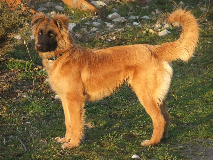 Basque Shepherd Dog: Basque Breed