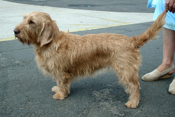Basset Fauve de Bretagne Dog: Basset Basset Fauve De Bretagne Dog Breed
