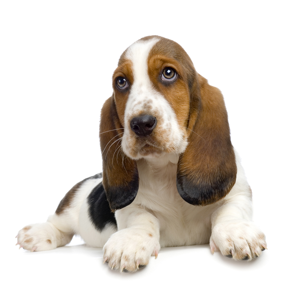 Basset Hound Dog: Basset Basset Hound Puppy Pictures Information Breed