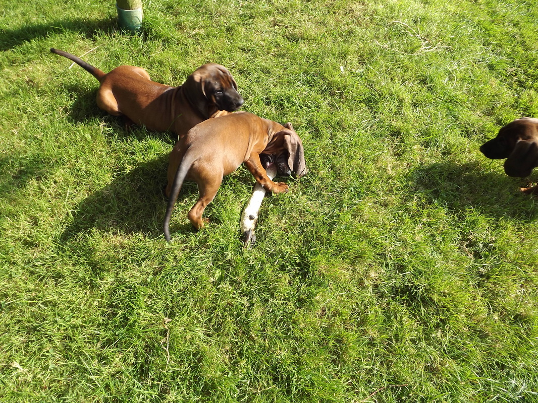 Bavarian Mountain Hound Puppies: Bavarian Pups For Sale Breed
