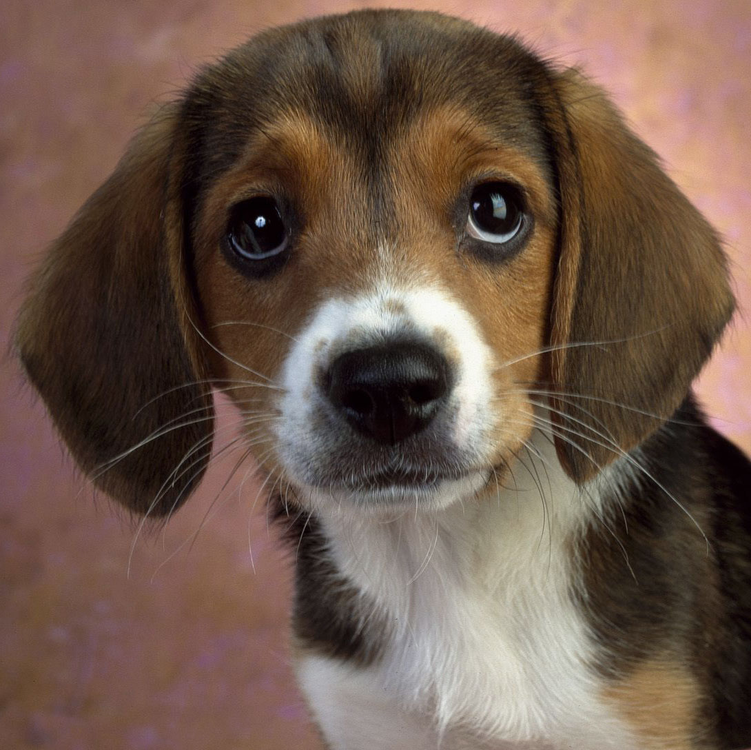 Beagle Puppies: Beagle Beagle Dogs Breed