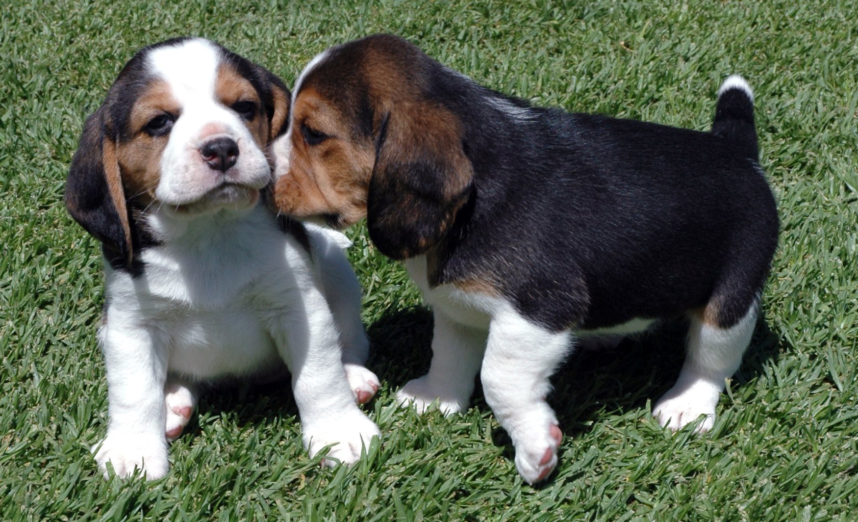 Beagle Puppies: Beagle Beagle Puppies Pictures Breed