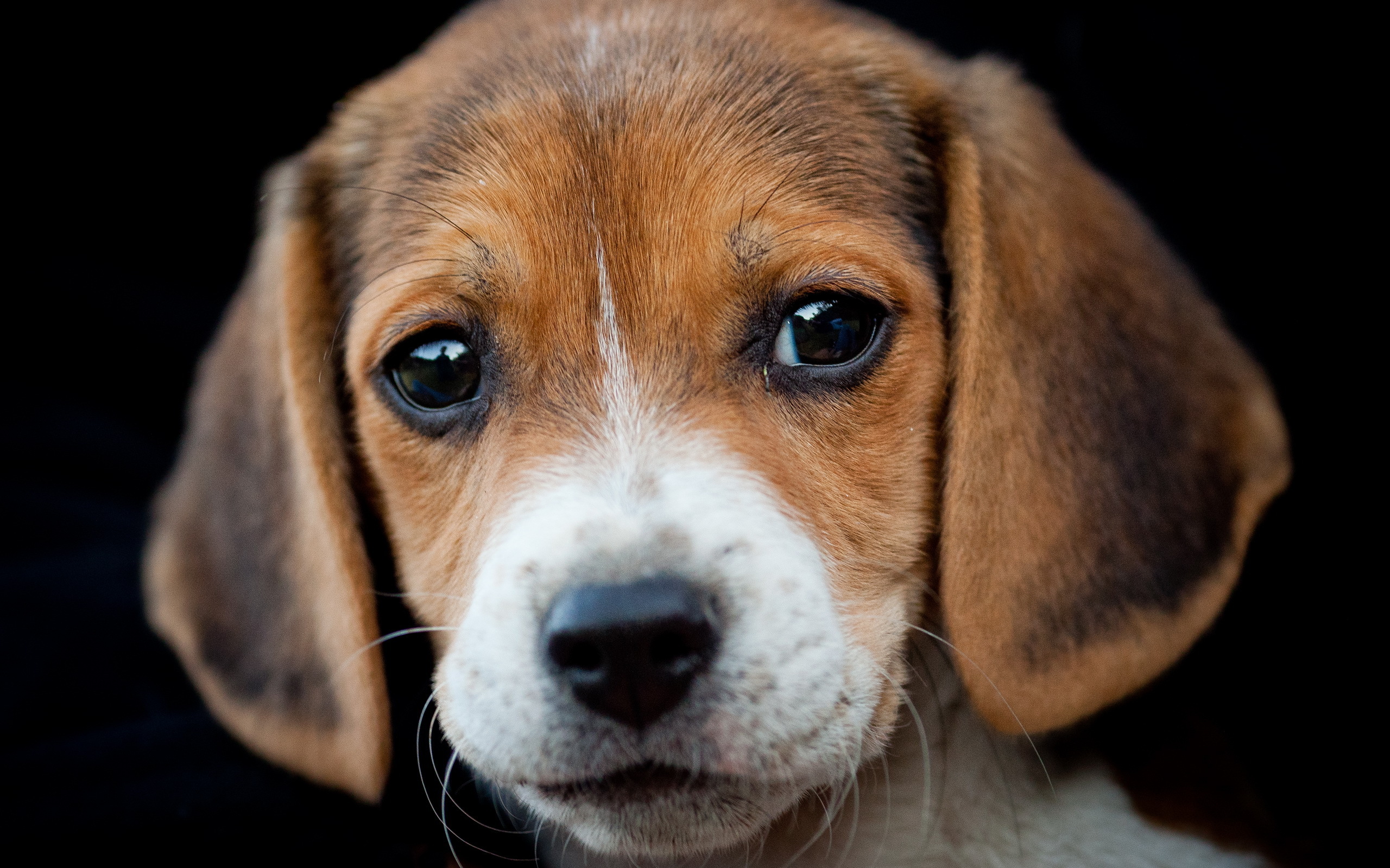 Beagle Puppies: Beagle Beagle Puppy Breed