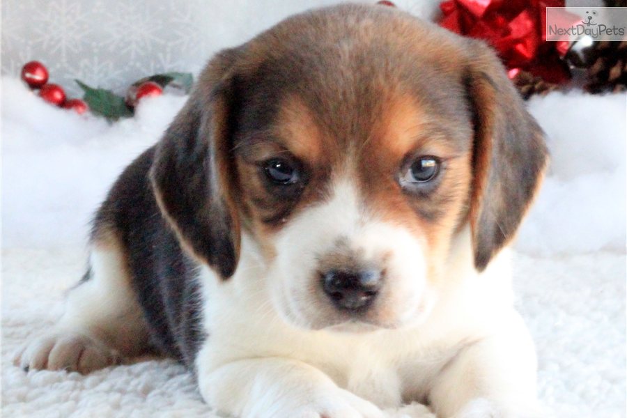 Beagle Puppies: Beagle Dc Breed