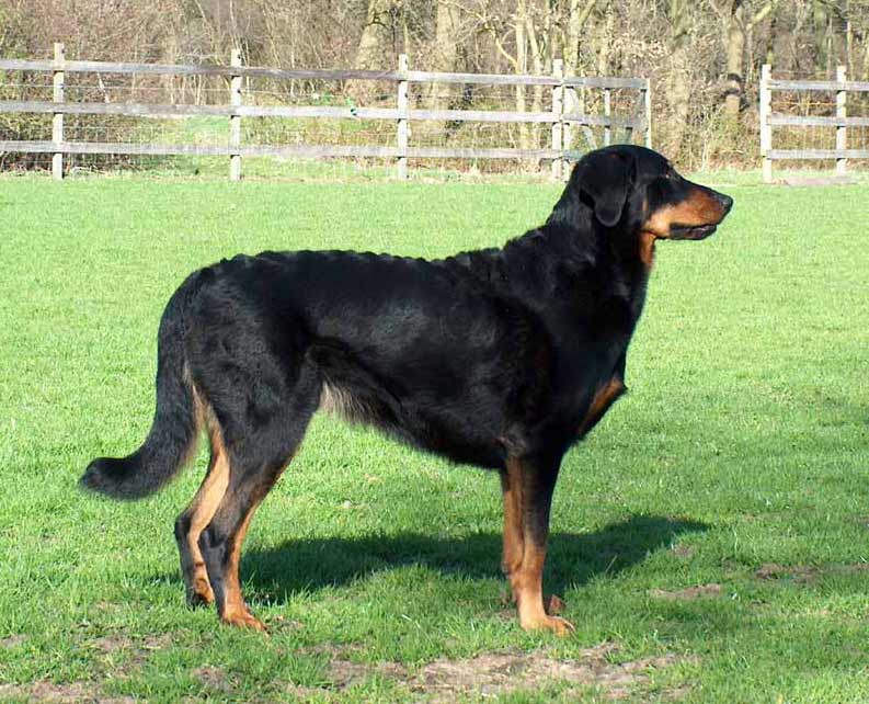 Beauceron Dog: Beauceron Beauceron Pictures Breed