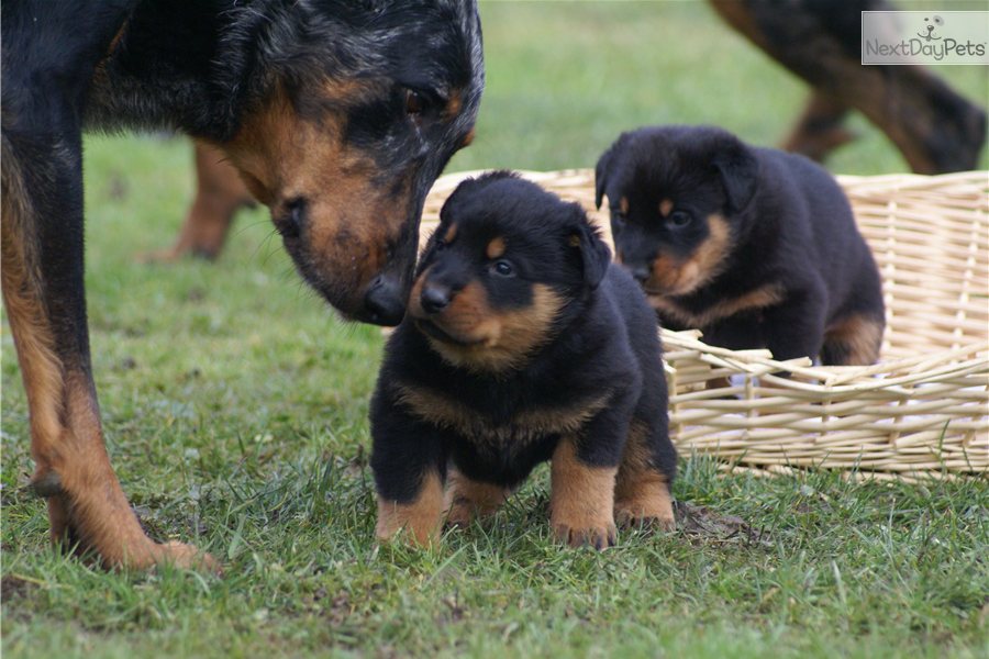 Beauceron Dog: Beauceron Know About Beauceron Breed
