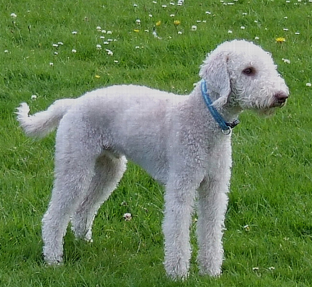 Bedlington Terrier Dog: Bedlington Bedlington Terrier Puppy Pictures Breed