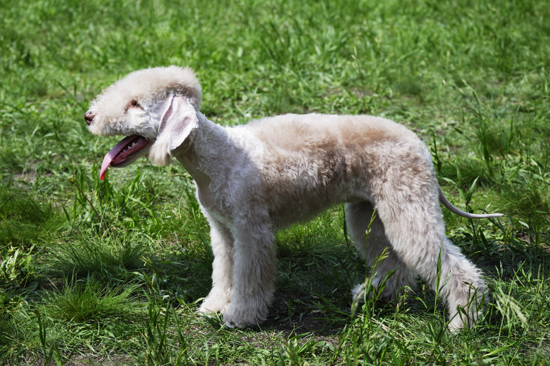 Bedlington Terrier Puppies: Bedlington Lol Bedlington Terrier Pug Cross Breed