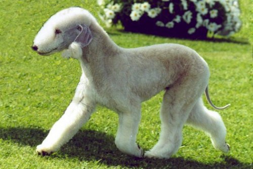 Bedlington Terrier Dog: Bedlington Unique Dog Breeds