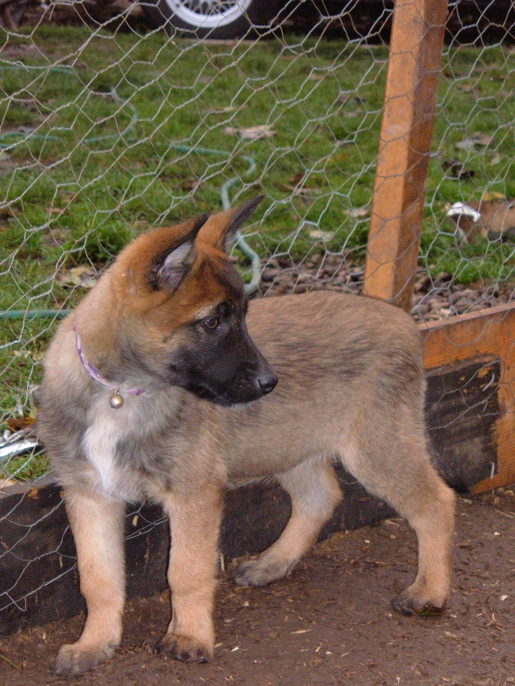 Belgian Shepherd (Malinois) Puppies: Belgian Belgian Shepherd Malinois For Sale In Malaysia Breed