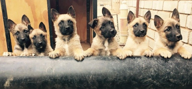 Belgian Shepherd (Malinois) Puppies: Belgian Breed