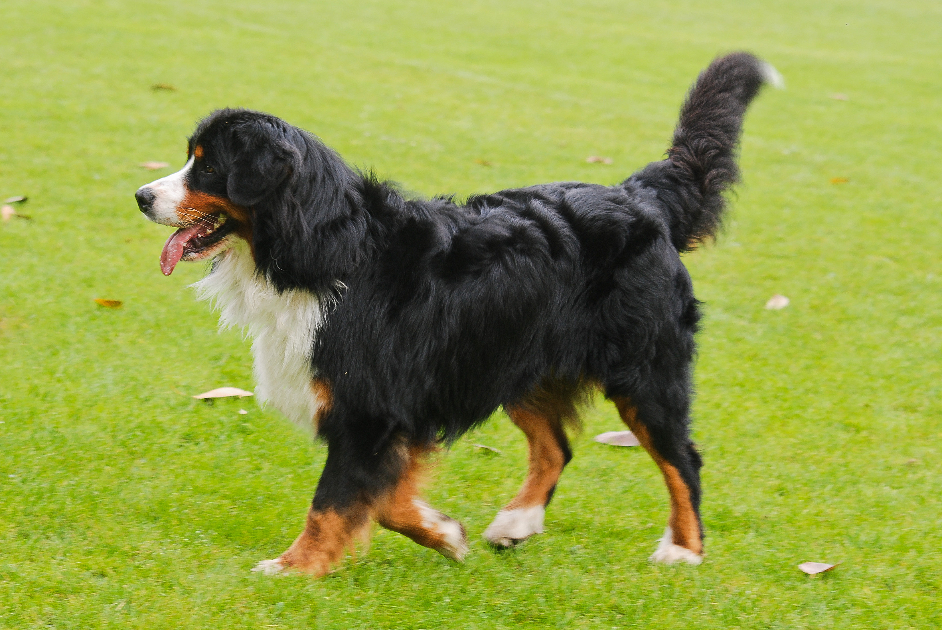 Bernese Mountain Dog: Bernese Bernese Mountain Dog Pictures Breed