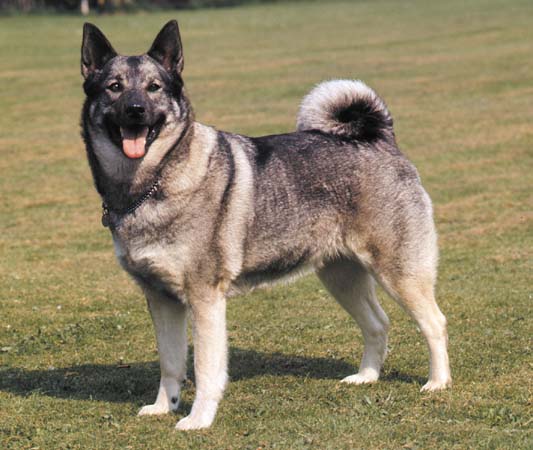 Black Norwegian Elkhound Puppies: Black Breeds Of Small Dogs With Curly Tails