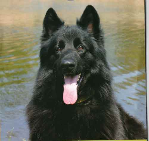 Gran Mastín de Borínquen Puppies: Black German Shepherd Dog Breed
