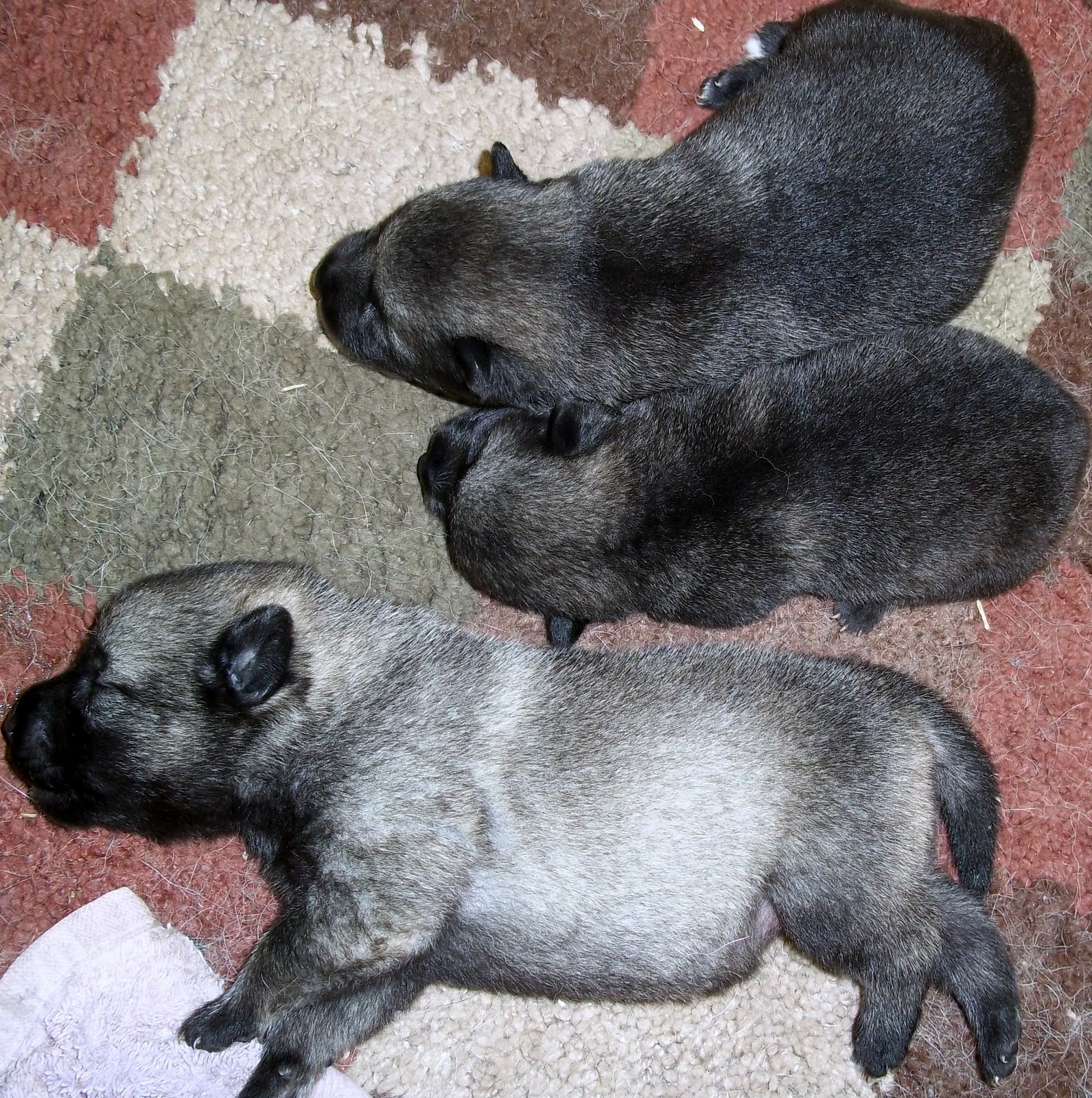 Black Norwegian Elkhound Puppies: Black Norwegian Elkhound Breederspuppies For Sale