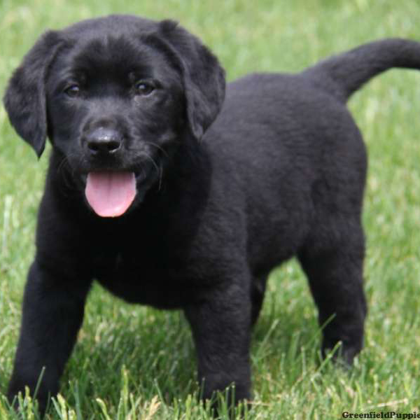 Black Norwegian Elkhound Puppies: Black Norwegian Elkhound Puppies Pictures S S Breed