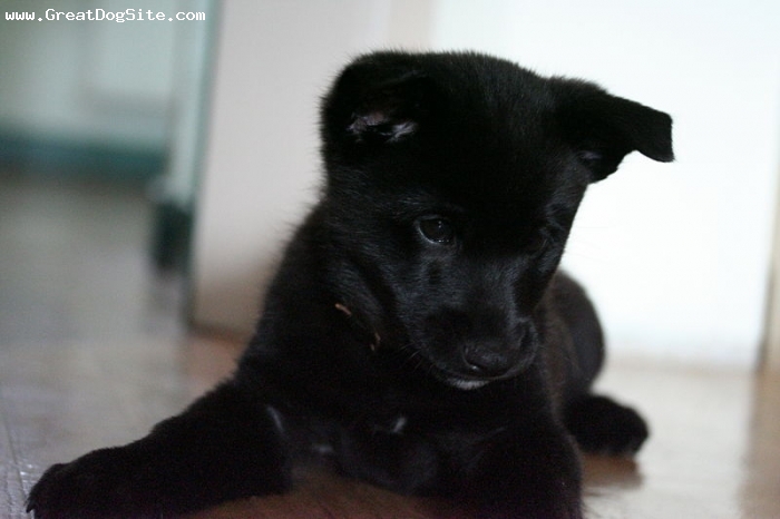 Black Norwegian Elkhound Puppies: Black Question Breed