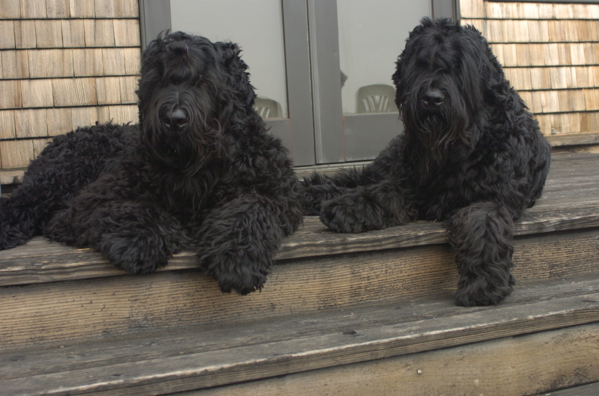 Black Russian Terrier Dog: Black Russian Terrier Porch Picture Breed