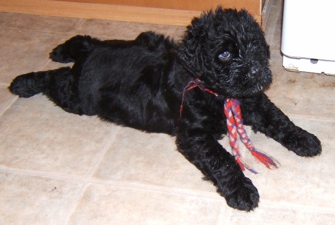 Black Russian Terrier Puppies: Black Russian Terrier Puppies Breed