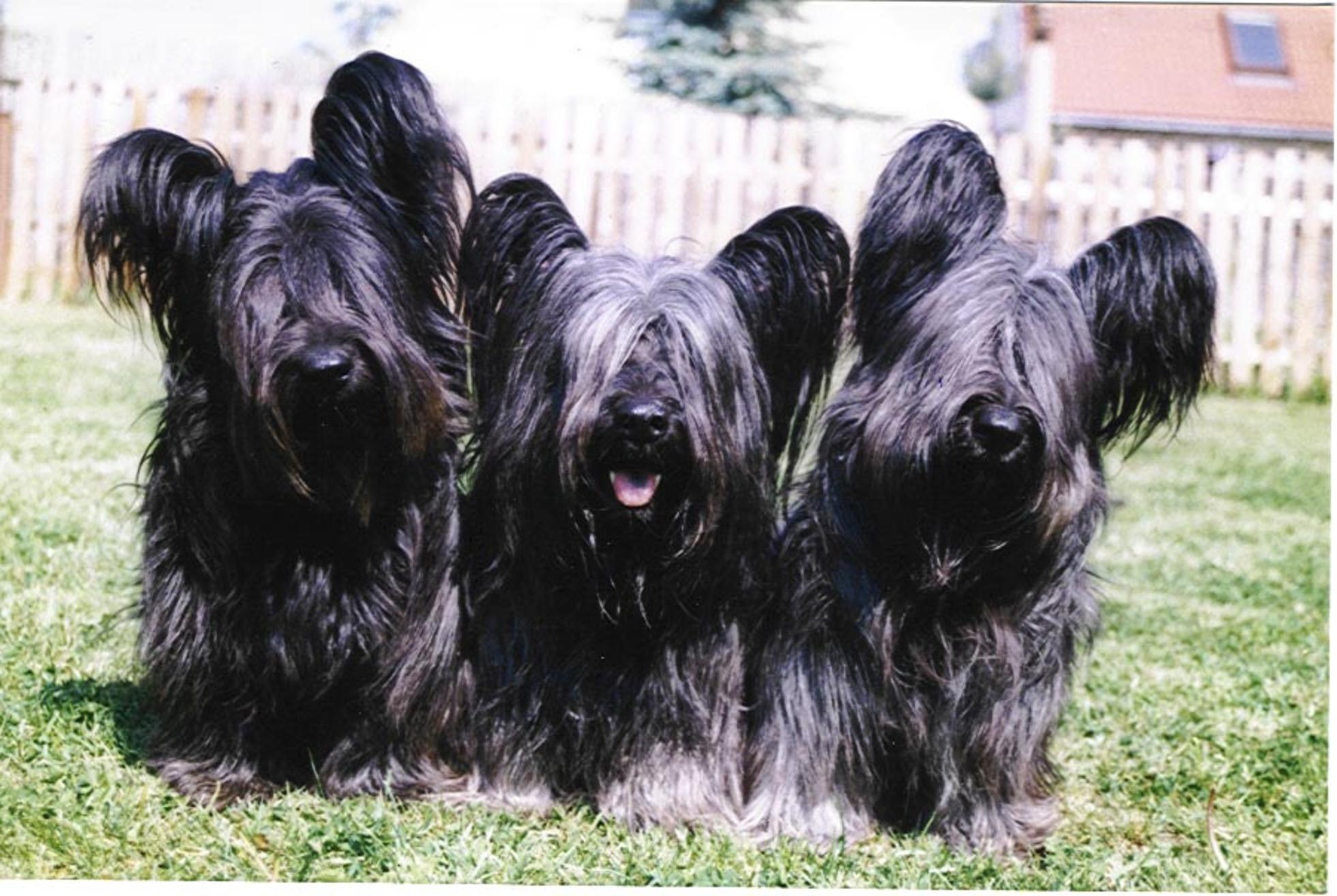 Skye Terrier Dog: Black Skye Terrier Dogs Breed