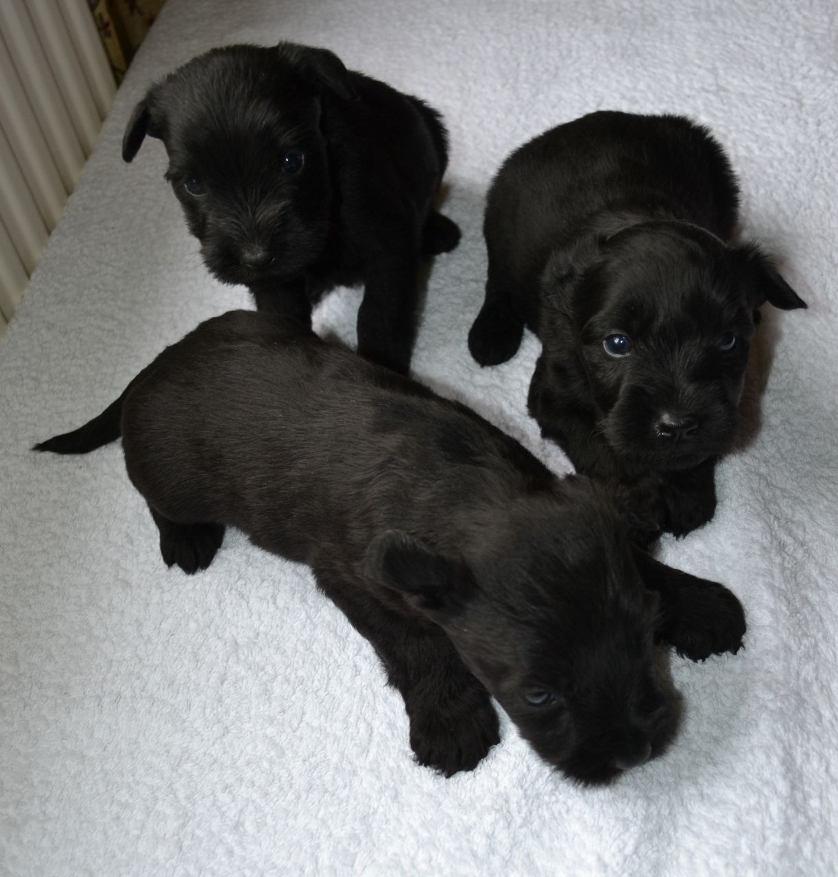 Standard Schnauzer Puppies: Black Standard Schnauzer Puppies Kc Reg Bury St Edmunds Breed