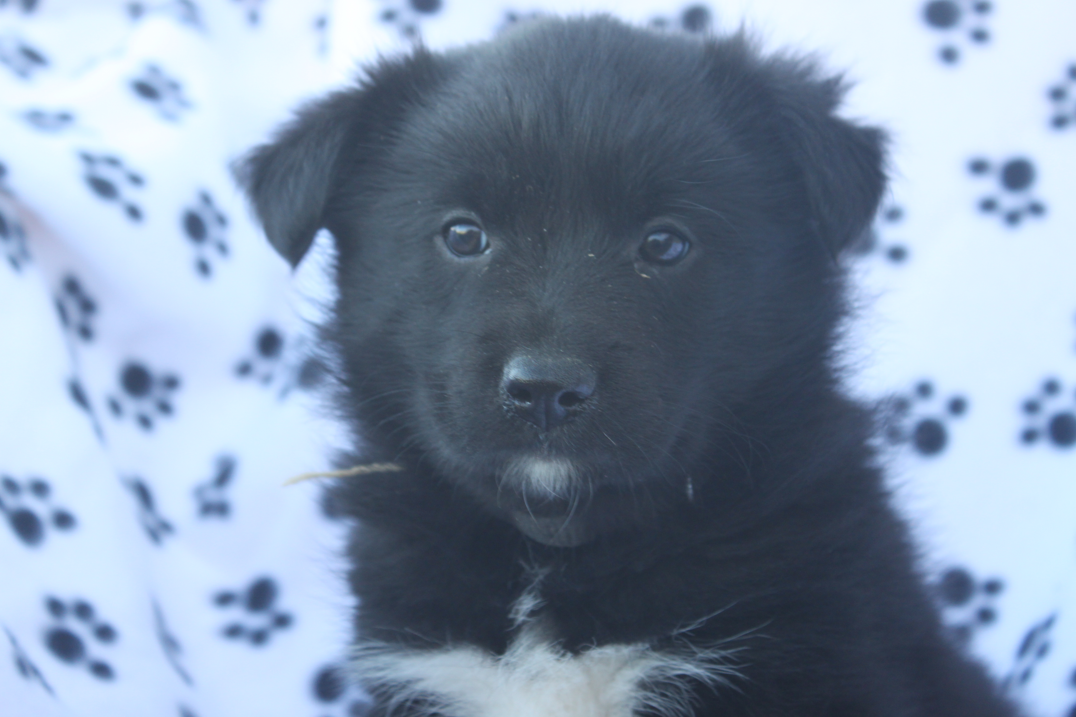 Black Norwegian Elkhound Puppies: Black Z Norwegian Elkhound Border Collie Puppies Sale Shippensburg Pennsylvania Sold Breed
